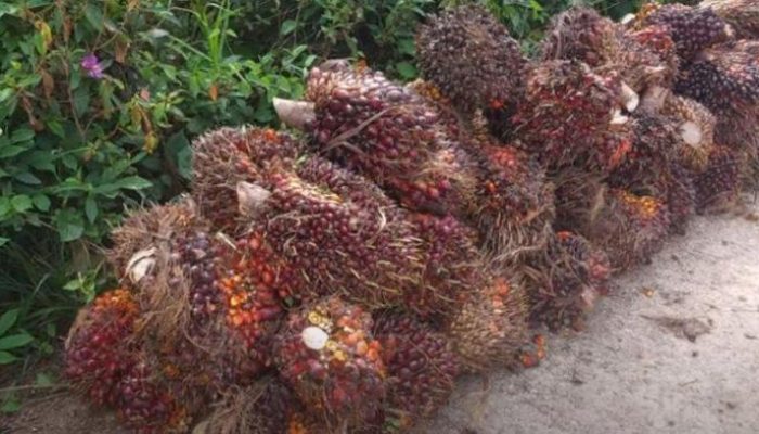 Harga TBS Sawit Plasma Riau Turun Rp193,38 per Ton