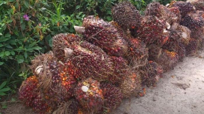 Harga TBS Sawit Plasma Riau Turun Rp193,38 per Ton