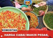 Strategi Pemerintah Tekan Lonjakan Harga Cabai