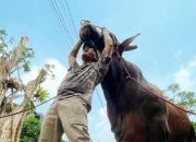 6 Potret Wariso, Sapi Kurban Irfan Hakim dengan Bobot Lebih dari 1 Ton!