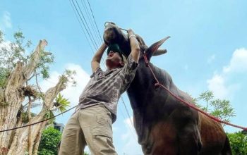 6 Potret Wariso, Sapi Kurban Irfan Hakim dengan Bobot Lebih dari 1 Ton!