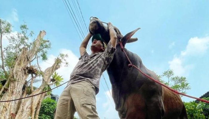 Momen Mengharukan Irfan Hakim Bersama Sapi Kurban Pilihannya