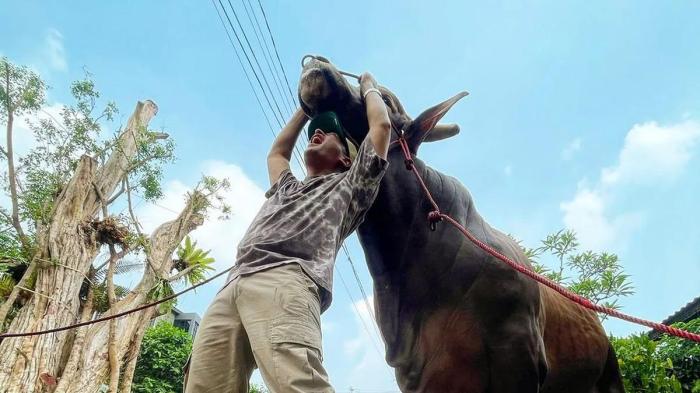 6 Potret Wariso, Sapi Kurban Irfan Hakim dengan Bobot Lebih dari 1 Ton! 6 Potret Wariso, Sapi Kurban Irfan Hakim dengan Bobot Lebih dari 1 Ton!