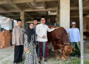 Sapi Kurban Prabowo Tiba di Sejumlah Daerah, Ini Penampakannya