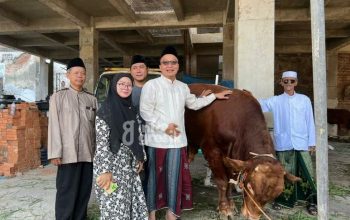 Sapi Kurban Prabowo Tiba di Sejumlah Daerah, Ini Penampakannya