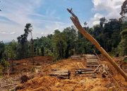 Deforestasi Masih Jadi Tantangan Serius Nasional
