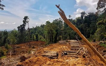 Deforestasi Masih Jadi Tantangan Serius Nasional