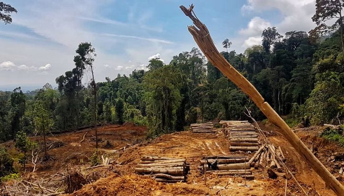 Deforestasi Masih Jadi Tantangan Serius Nasional