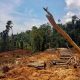 Deforestasi Masih Jadi Tantangan Serius Nasional