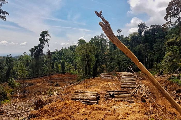 Deforestasi Masih Jadi Tantangan Serius Nasional