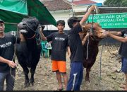 Sapi Kurban Prabowo Tembus 1,3 Ton, Ini Jenis dan Ukurannya