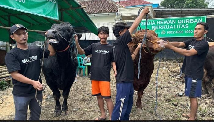Sapi Kurban Prabowo Tembus 1,3 Ton Ini Jenis dan Ukurannya
