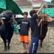 Sapi Kurban Prabowo Tembus 1,3 Ton Ini Jenis dan Ukurannya