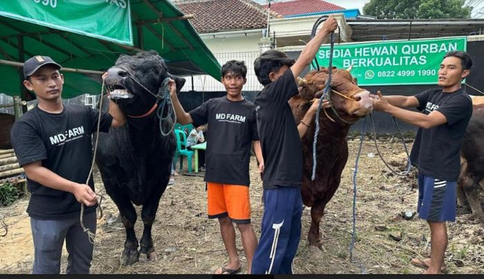 Menhan RI Boyong Sapi Kurban Bobot 1,2 Ton dari Kota Sukabumi ... Sapi Kurban Prabowo Tembus 1,3 Ton, Ini Jenis dan Ukurannya