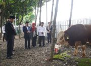 Sapi Seberat 1,25 Ton Diserahkan Prabowo ke Masjid Istiqlal