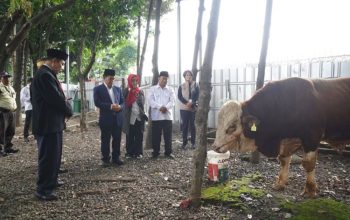 Sapi Seberat 1,25 Ton Diserahkan Prabowo ke Masjid Istiqlal