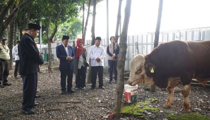 Sapi Seberat 1,25 Ton Diserahkan Prabowo ke Masjid Istiqlal