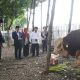 Sapi Seberat 1,25 Ton Diserahkan Prabowo ke Masjid Istiqlal