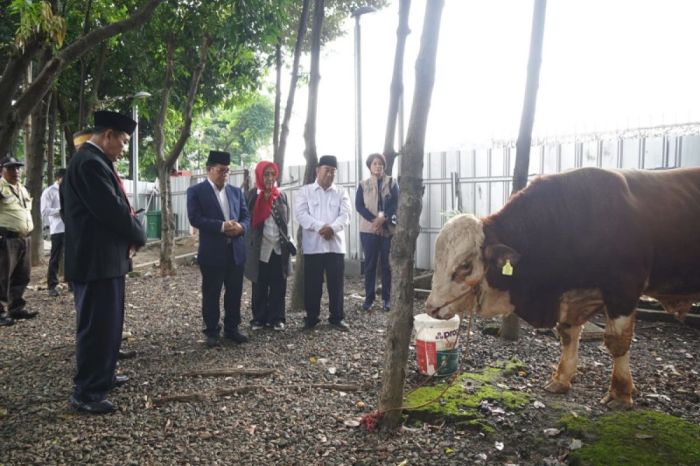 Kemenag serahkan sapi bantuan Menag untuk Masjid Istiqlal - ANTARA News Sapi Seberat 1,25 Ton Diserahkan Prabowo ke Masjid Istiqlal
