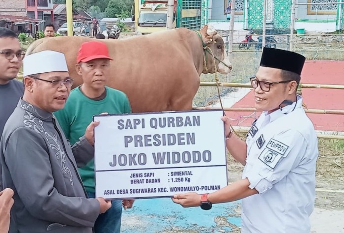 Pemprov Sulbar Salurkan Sapi Kurban Bantuan Presiden - Teras Sulbar Presiden Kirim 8 Ekor Sapi Kurban ke Babel, Pemprov Berterima Kasih