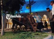 Sedekah Kurban 1444 H , BPKH Salurkan 1000 Ekor Sapi dan 1000 Ekor ...