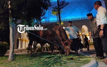 Sedekah Kurban 1444 H , BPKH Salurkan 1000 Ekor Sapi dan 1000 Ekor ...