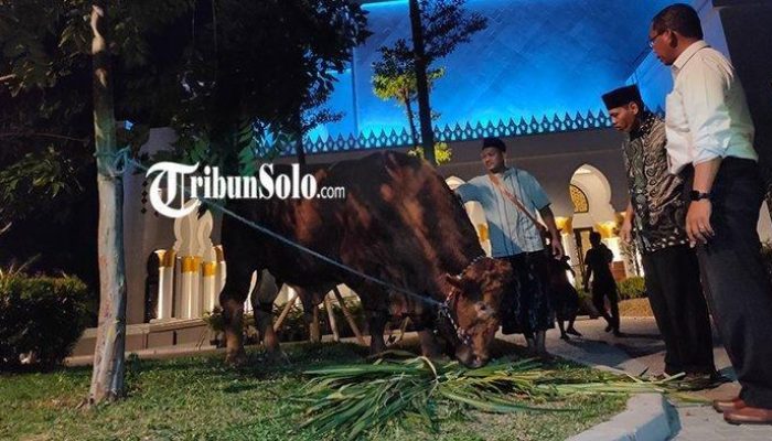 Presiden Kirim 8 Ekor Sapi Kurban ke Babel, Pemprov Berterima Kasih