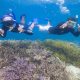 Spot Snorkeling Terbaik di Indonesia untuk Petualangan