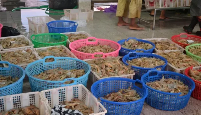 Kasus Radioaktif Memprihatinkan Petambak Udang