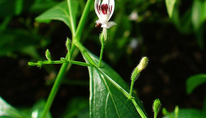 10 Manfaat Daun Sambiloto Sebagai Obat Demam dan Penangkal Racun