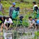 Realisasi Kesadaran dan Tanggung Jawab Lingkungan Siswa di Banda Aceh Melalui Penanaman Mangrove