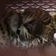 Macan Tutul Nyasar di Hotel Bandung Setelah Direhab di Sukabumi