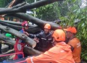 Saksi Ceritakan Detik-Detik Pohon Rengas Tumbang Timpa 4 Mobil di Dharmawangsa, 1 Meninggal