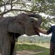 Merawat Gajah Togar dengan Cinta dan Mengingatnya dalam Doa