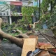 Pohon Tumbang di Tangerang Selatan Setelah Hujan dan Angin Kencang