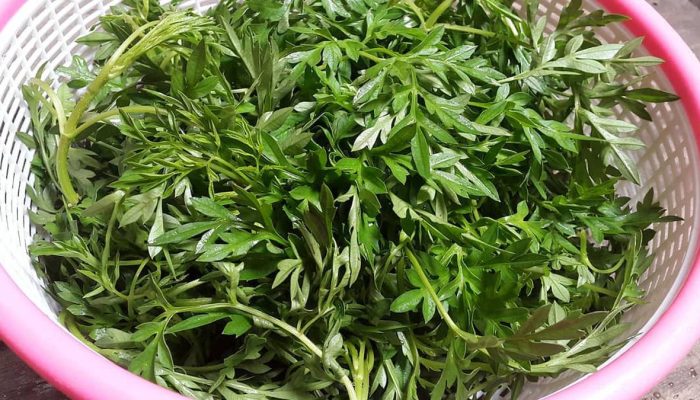 8 Manfaat Daun Kenikir untuk Wanita Berdasarkan Penelitian Lengkap