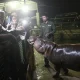 Wisata Malam Ragunan Dibuka Lagi Hari Ini 18 Oktober 2025, Simak Jam Operasionalnya!