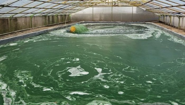 Semen Merah Putih Tampilkan Inovasi Microalgae untuk Reduksi Emisi Karbon Pembangunan