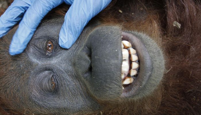 Habitat Orang Utan Terancam karena Deforestasi di Kalimantan