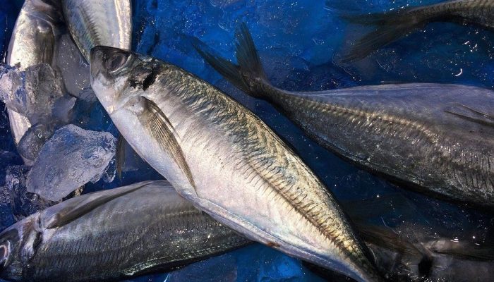 Bolehkah Makan Ikan Tongkol Saat Diet? Manfaat, Kandungan, dan Cara Aman Konsumsinya