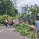 Pohon Tumbang Ganggu Layanan Transjakarta Koridor 1 di Sekitar Masjid Agung Jaksel