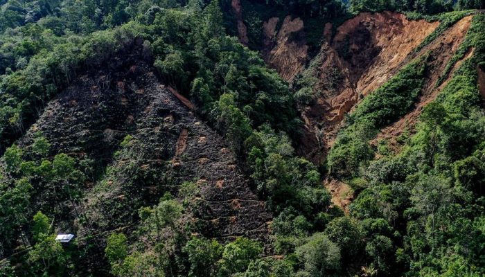 Satgas PKH Menuntut Denda Triliunan dari 71 Perusahaan Sawit dan Tambang