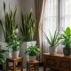 8 Jenis Tanaman Hias Ideal untuk Sudut Ruangan dengan Pencahayaan Rendah