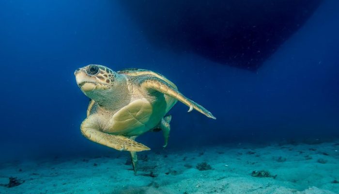 Perdagangan Ikan Arwana dan Telur Penyu Dilindungi Marak di Wilayah Tersebut