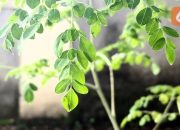 Atasi Asam Urat dengan Rutin Konsumsi Daun Kelor dan Jaga Pola Makan Anda