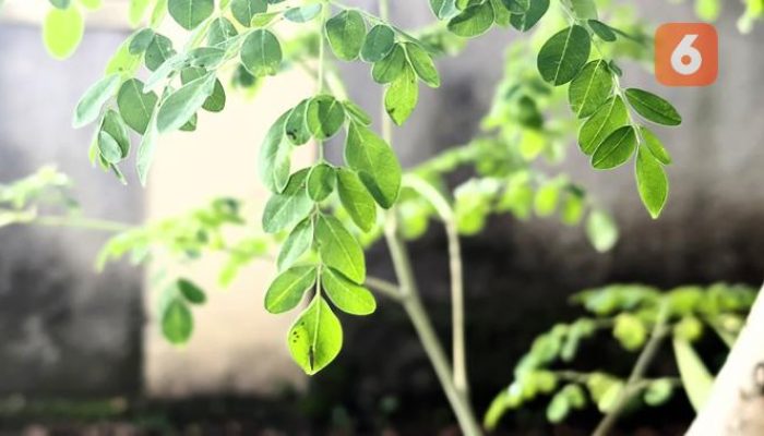 Atasi Asam Urat dengan Rutin Konsumsi Daun Kelor dan Jaga Pola Makan Anda