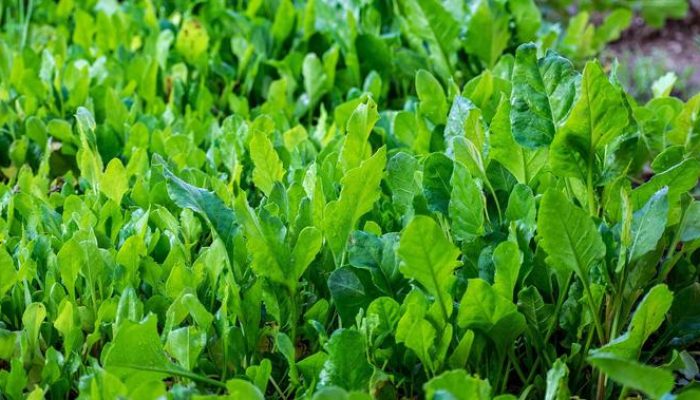 7 Manfaat Daun Sambung Nyawa yang Jarang Diketahui untuk Kesehatan tubuh