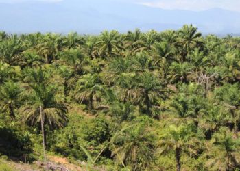 Produksi Minyak Sawit Indonesia Capai 53,6 Juta Ton Jadi Produsen Terbesar Dunia