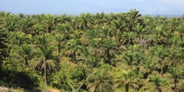 Produksi Minyak Sawit Indonesia Capai 53,6 Juta Ton Jadi Produsen Terbesar Dunia