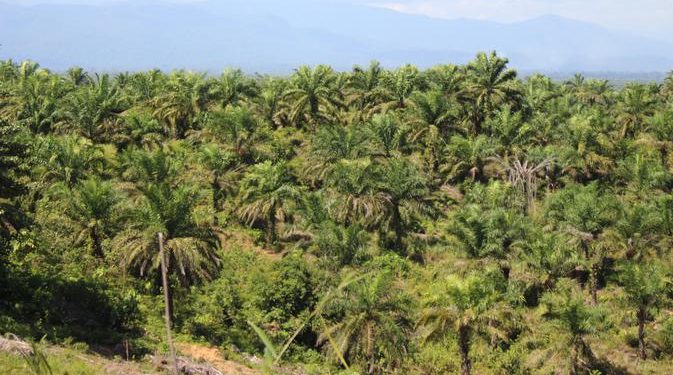 Produksi Minyak Sawit Indonesia Capai 53,6 Juta Ton Jadi Produsen Terbesar Dunia